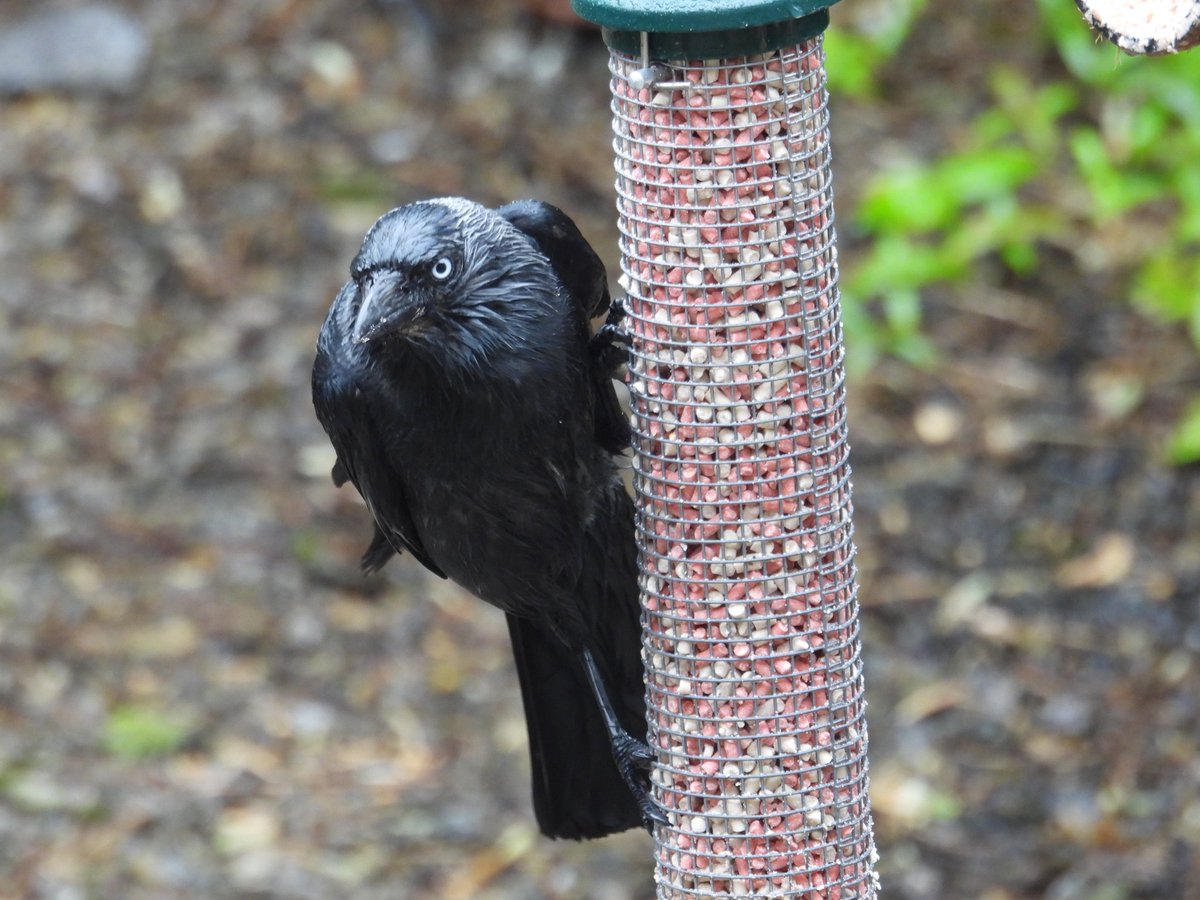hceedee's tweet photo. Soggy jackdaws, 21 May '23. #drookit #WildlifeFromMyWindow https://t.co/413CE8c47F