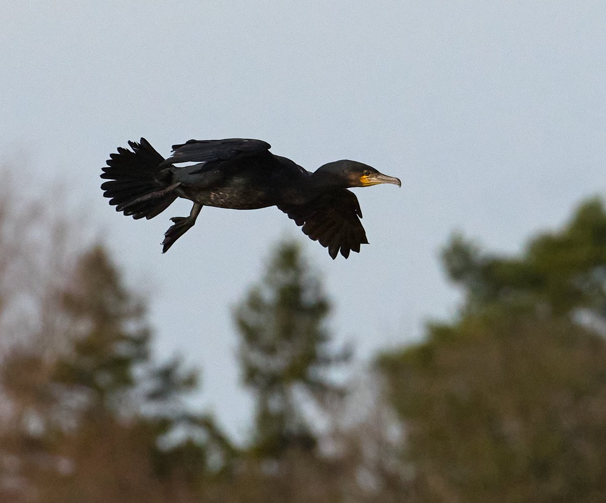 Cormorant.