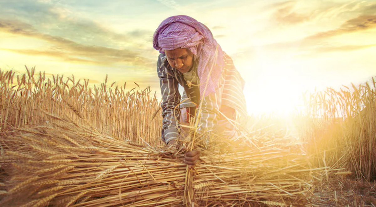 #Opinion Not just droughts or shifting monsoons, Indian agriculture & food systems faces challenges including input costs, deteriorating soil health & more. In @moneycontrolcom, Sijo Abraham unpacks how Indian agriculture can become climate resilient👇 moneycontrol.com/news/trends/fe…