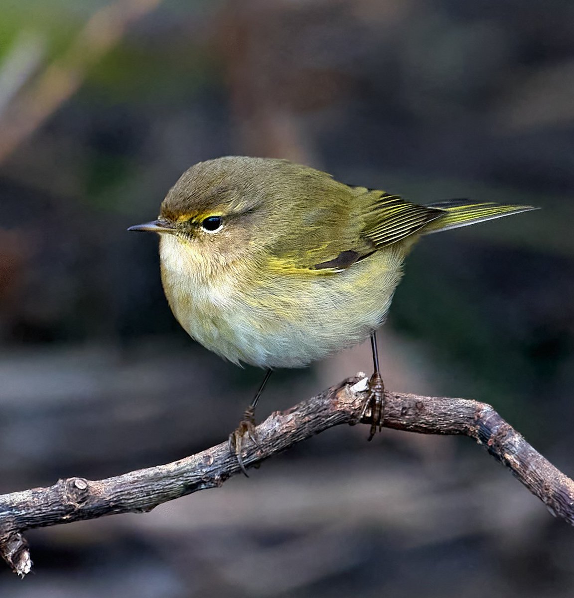 Chiffchaff or Willow Warbler 🤔