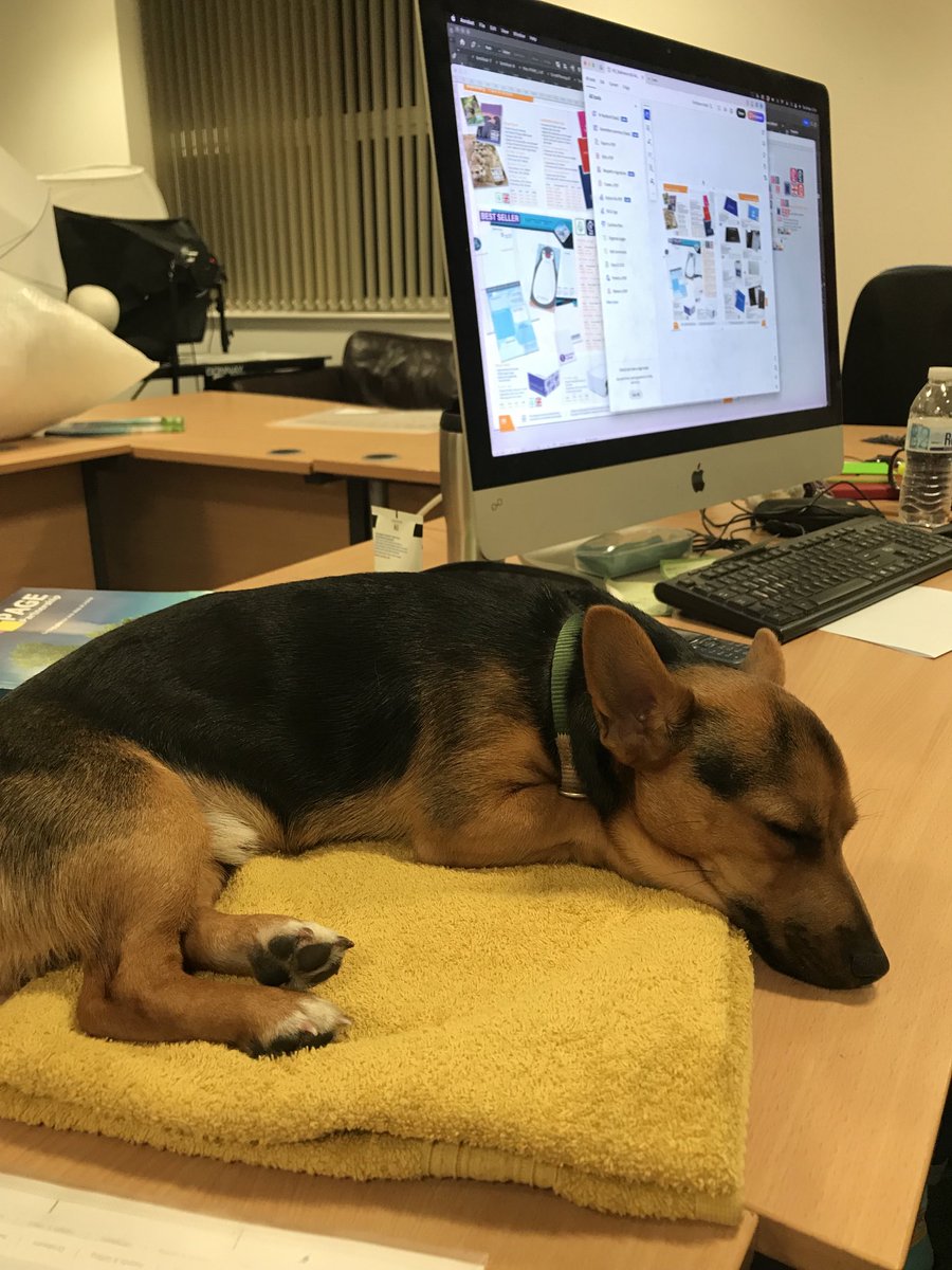 Socks our new edition to the design team isn’t keen on the hours we work.