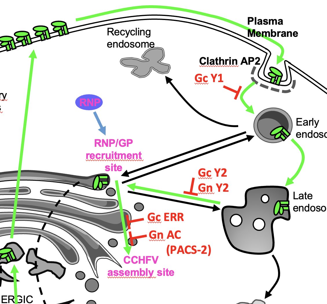 🥳Exciting news for #CCHFV research! We identified and characterized trafficking motifs in Gc and Gn glycoproteins and the role of the cellular protein PACS2 in assembly of viral particles!!
👉tandfonline.com/doi/full/10.10…

<a href="/CIRI_Lyon/">CIRI Lyon</a> <a href="/BarthBoson/">Bertrand Boson</a>