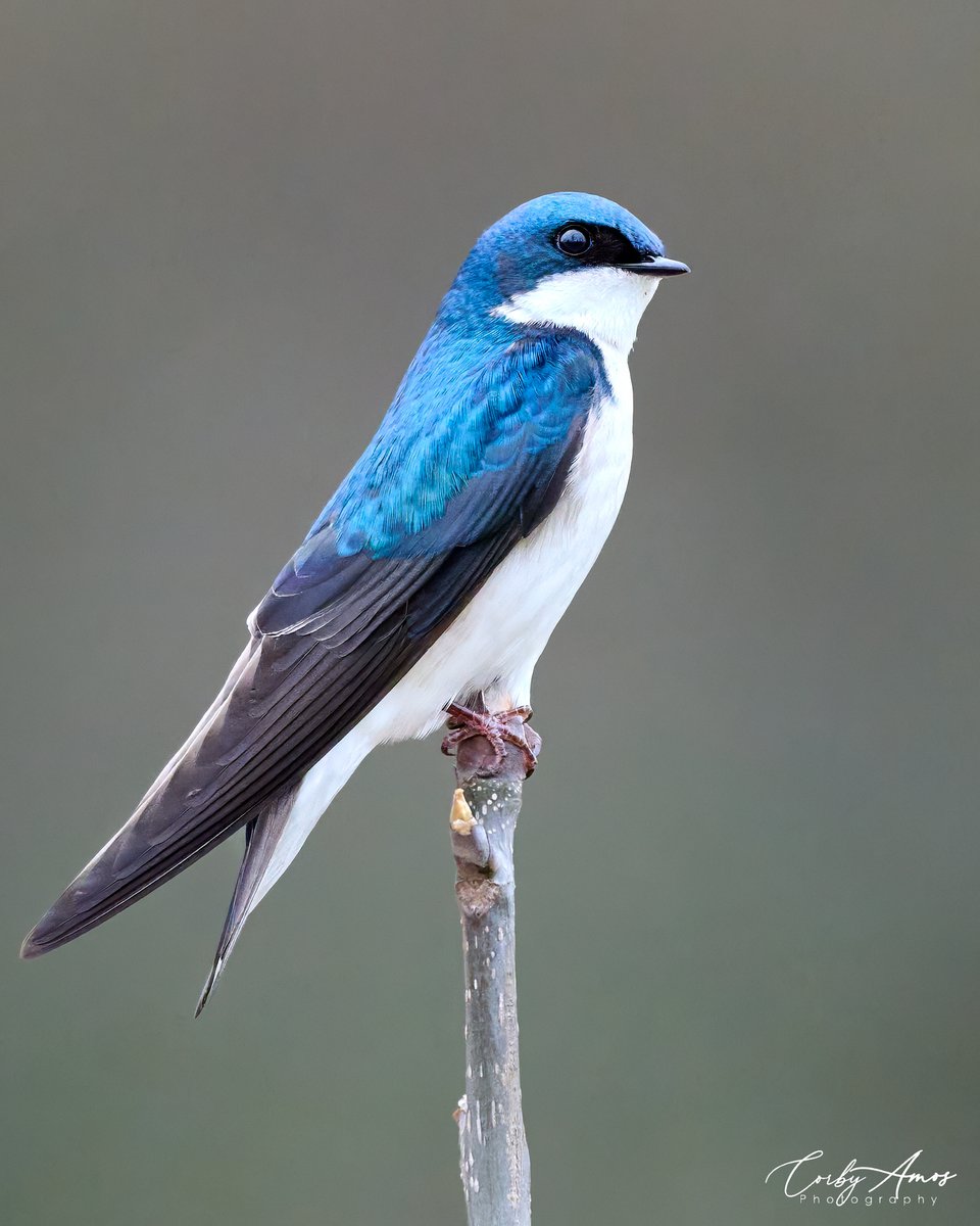 Tree Swallow
.
ko-fi.com/corbyamos
.
linktr.ee/corbyamos
.
#birdphotography #birdwatching #BirdTwitter #twitterbirds #birdpics #BirdsofTwitter