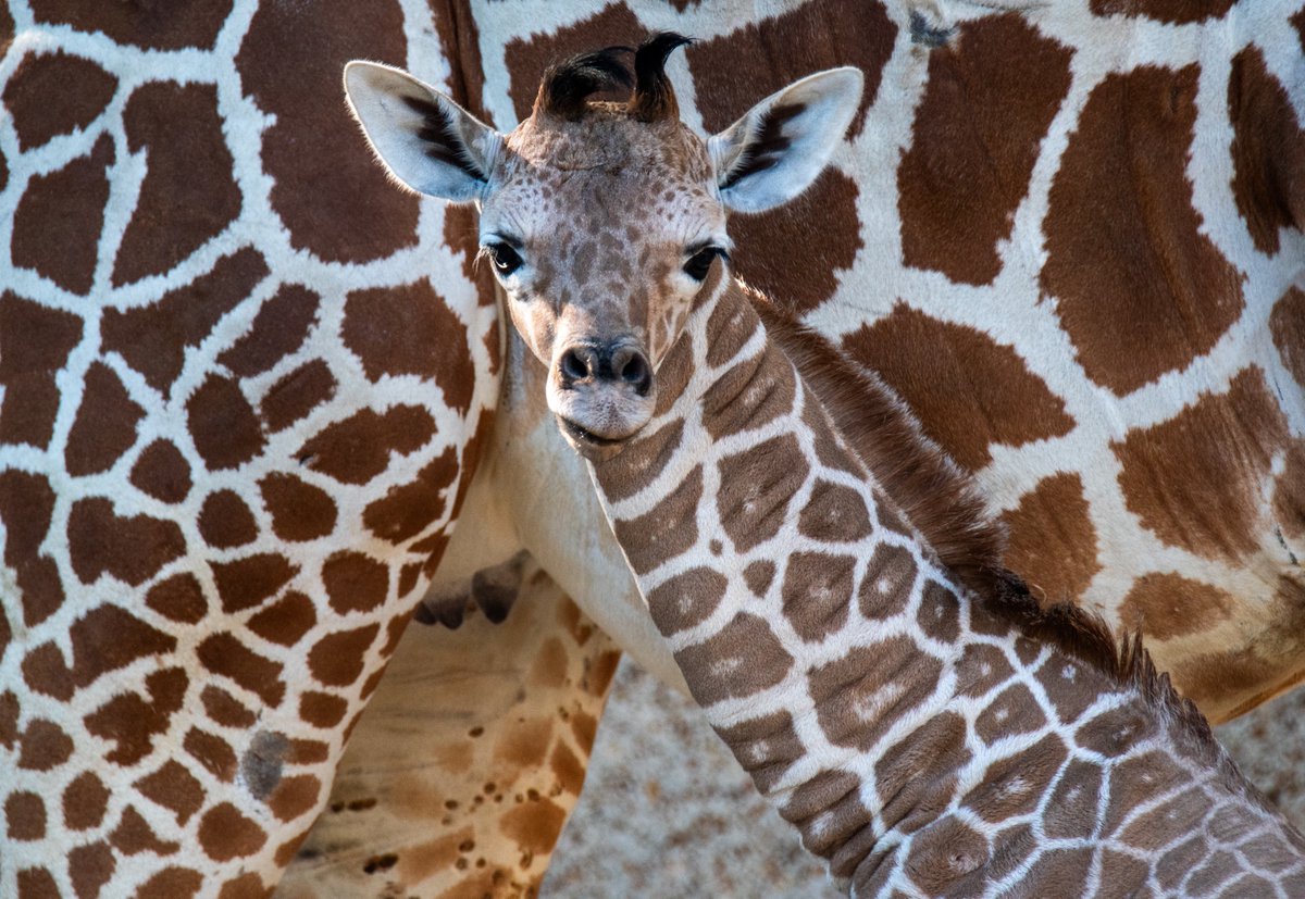 FITZ FRIDAY! No two giraffes have the same pattern! This helps individuals be easily distinguishable from one another. Have you noticed Fitz's pattern? He has white specs in the middle of the brown. It's a characteristic he also shares with Dad, Niklas. #MemphisZoo