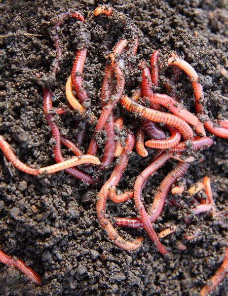 This is called vermicompost with synonym called worm compost with definition of nutrients rich organic fertilizer produced through decomposition of organic matter using earth worm