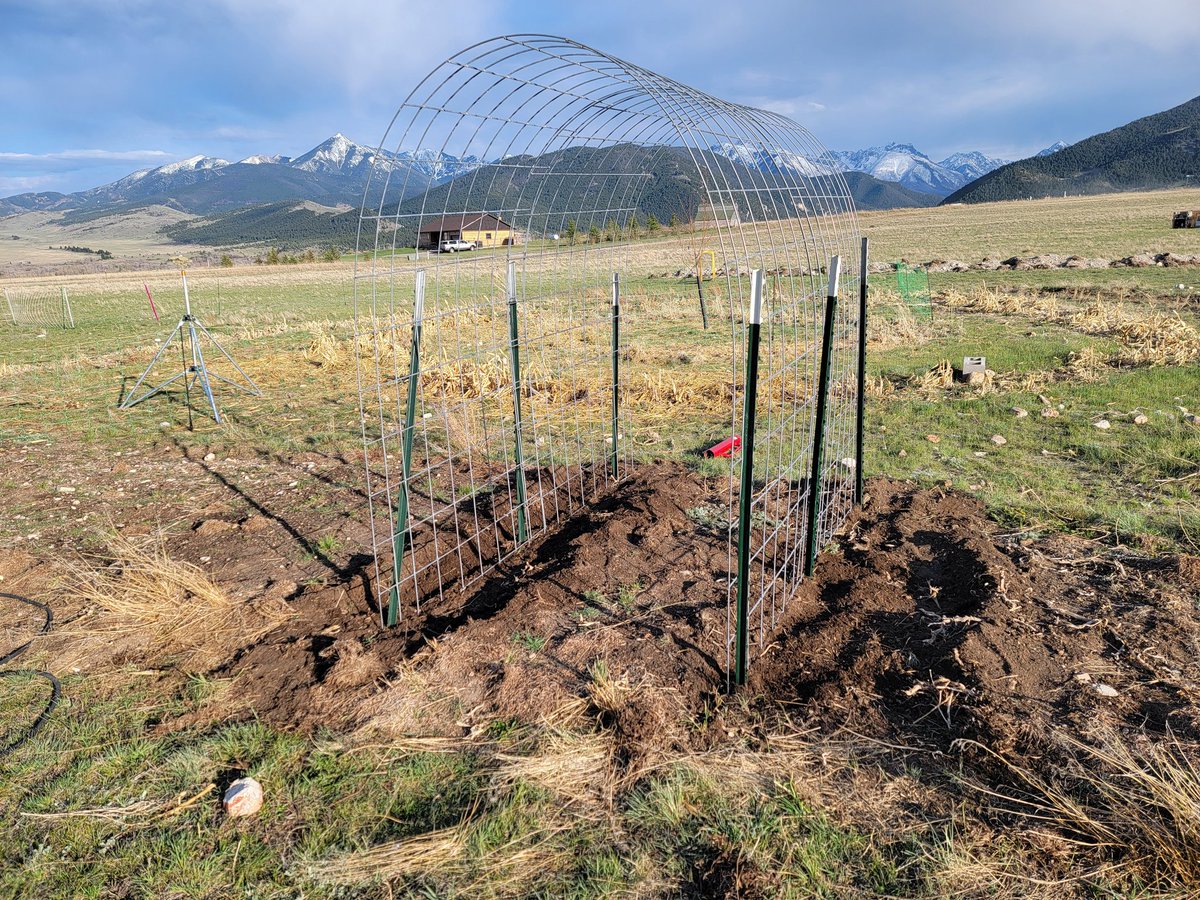 We have a ton of seedlings in the basement. 
Getting the beds outside arranged. 

Decided to finally try making a veggie tunnel. Think this one is going to be peas.
Probably going to be putting a few of these up. Supposed to be good for gourds too
#homestead