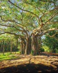 #ArborDay2024  banyan trees, Florida