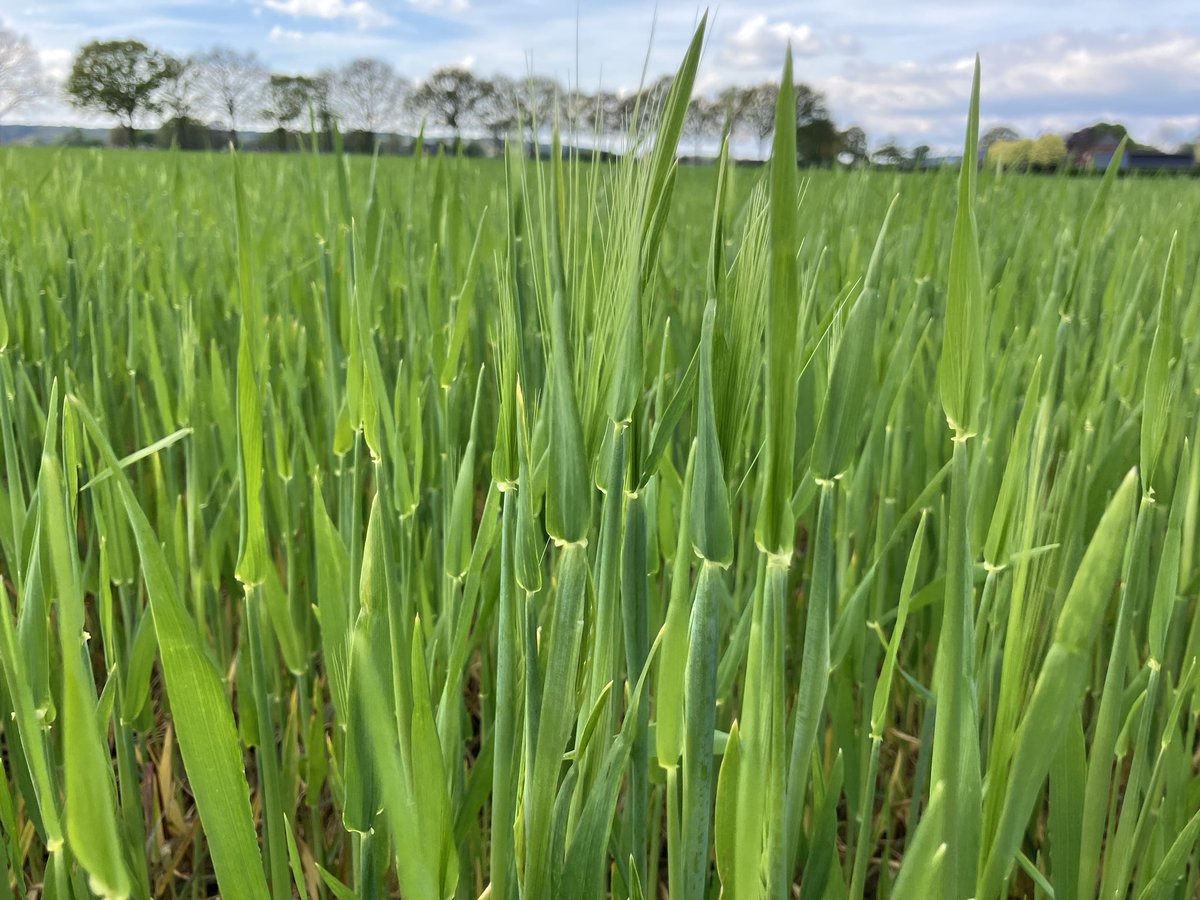 SUwland's tweet photo. De #gerst gaat hard 😍 De #duist ook 😒 #barley #blackgrass #voorjaar #nogsteedsnat #akker @BayerCropNL #teambayerbenelux #VarianoXpro https://t.co/TRXyL48hPY