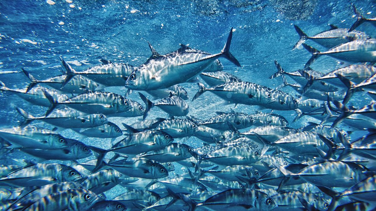 🐟 Vandaag is het #WereldTonijndag! Bij Lidl streven we naar 100% duurzame vis. Sinds 2016 is alle verse vis en diepvriesvis duurzaam gecertificeerd. Daarvoor werken we samen met onafhankelijke certificaten zoals ASC & @MSCkeurmerk. #Duurzaam #Vis #Oceaan