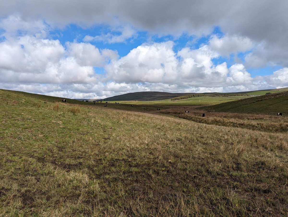 Lovely few sunny days seeing the sights of the @NorthPenninesNL with @RSPBScience colleagues ☀️ so many black grouse, waders and spring gentians!