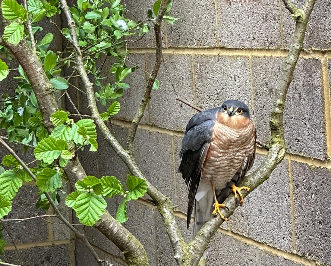 This male sparrowhawk came in because he was found upside down by the side of a road. Believed to have been a road traffic accident. He has finished the quarantine period and is now in our outside aviary getting re accustomed to outdoors before he is released.  #bird #birdofprey