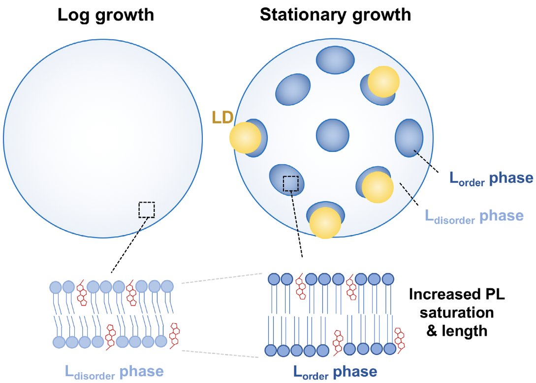HenneLab's tweet image. Happy to share this little 'In a Nutshell' highlighting work from @ButtnerLab, @MariaBohnert, &amp;amp; our own @naaatalieortiz. 
We discuss yeast lipid droplet subpopulations &amp;amp; the proteins that license them for tasks. 
Also discuss lipid ordering @ vacuoles.

doi.org/10.1002/1873-3…