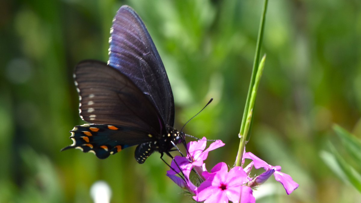 In a field of #wildflowers at a state park in southern #Texas, a Pipevine Swallowtail #butterfly shows off a bit of its blue iridescence above, as well as those fiery orange-red spots below. #nature #TitliTuesday #ThePhotoHour #NaturePhotography #Butterflies #NatureBeauty