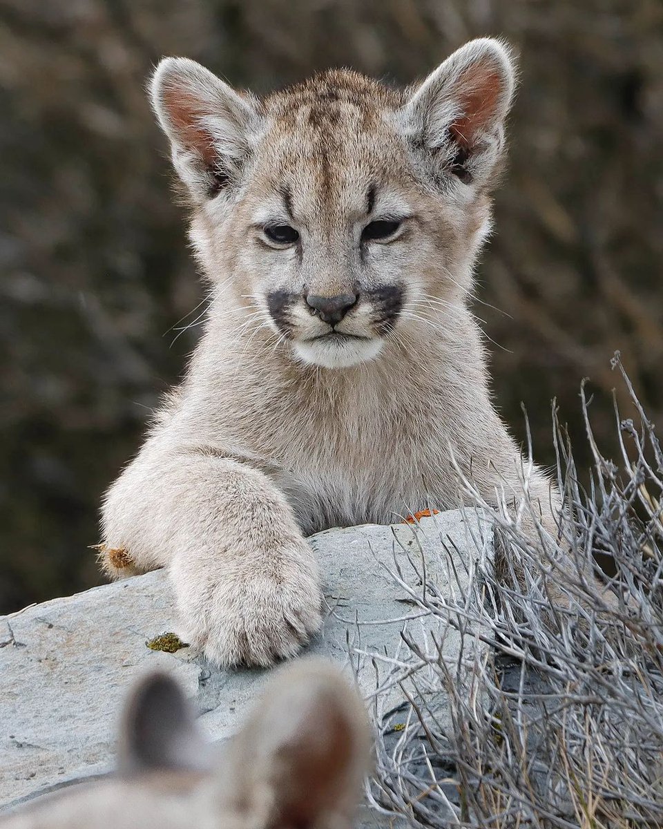 Gracias Padre que en la Patagonia Chilena los pumas están protegidos y sus familias crecen 
#Pumas #PatagoniaChilena #TorresDelPaine