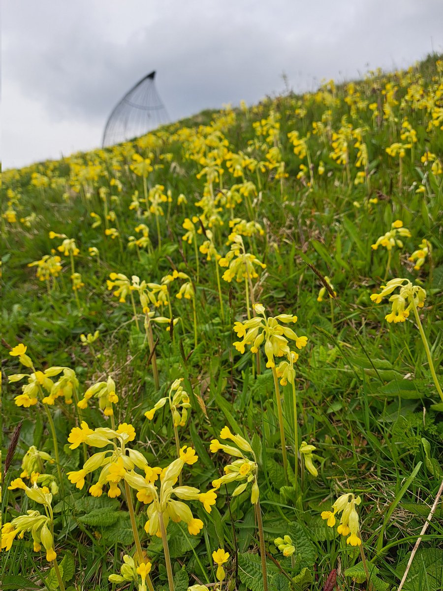 A quick lunchtime walk around one of the countys country parks.

Amazing to see thousands of cowslips on this parks famous resident, any guesses?

Clue - the metal structure at the top of the picture is an ear.

@CaerphillyCBC 
@GreenFlagWales