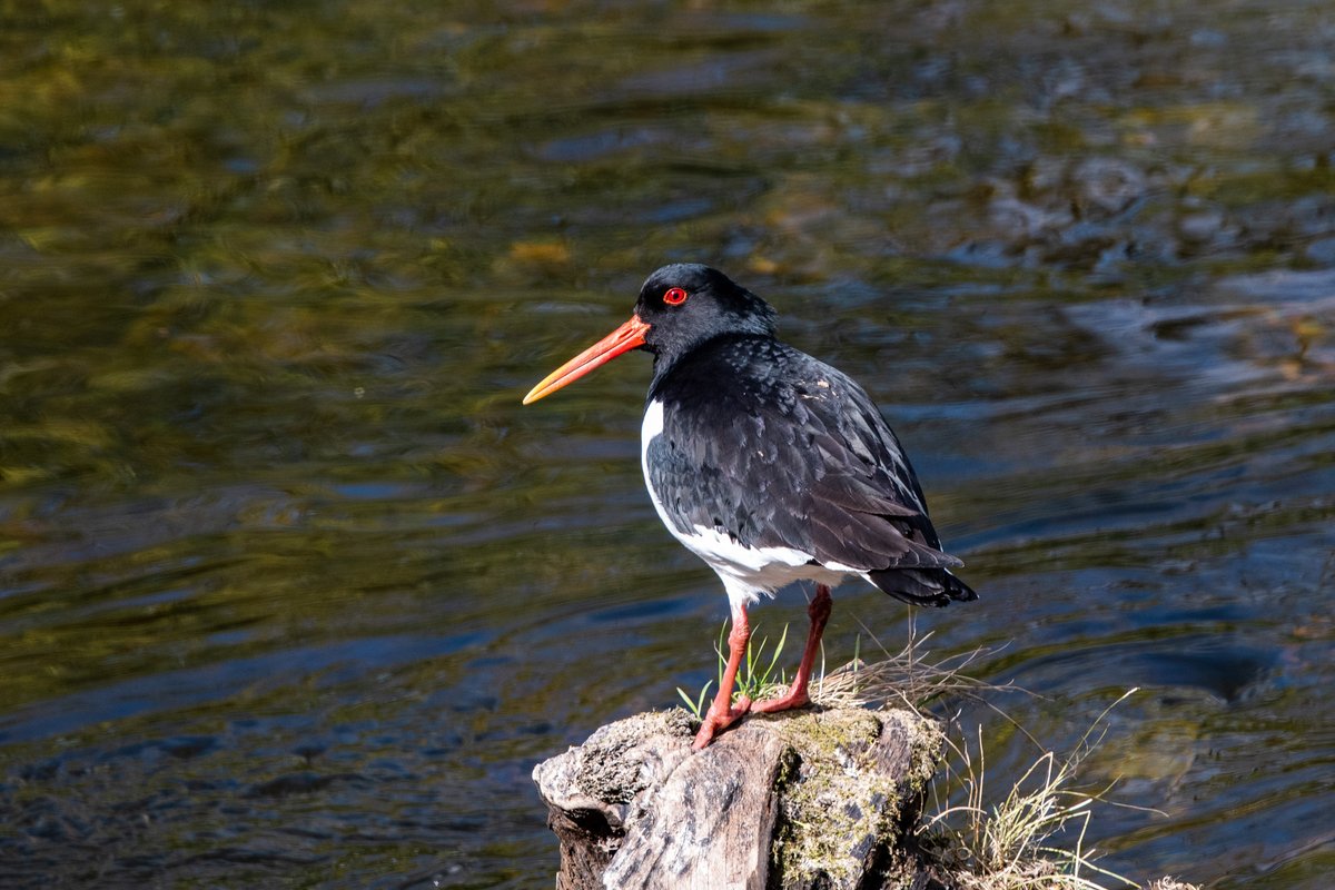 Bird on a Stick 26 04 24 Maybe I'm stretching the stick description a bit but it is a dead log so I'm sneaking it in. Oysercater (Haematopus ostralegus) River Eden at Holme Eden today. @Natures_Voice @EdenRiversTrust #sharemysigma #bos2024