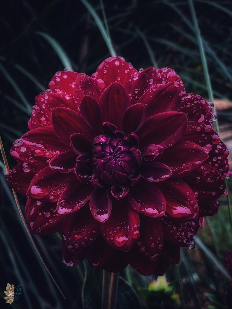 Raindrops Keep Falling on my Head

#FlowersOnFriday #photography