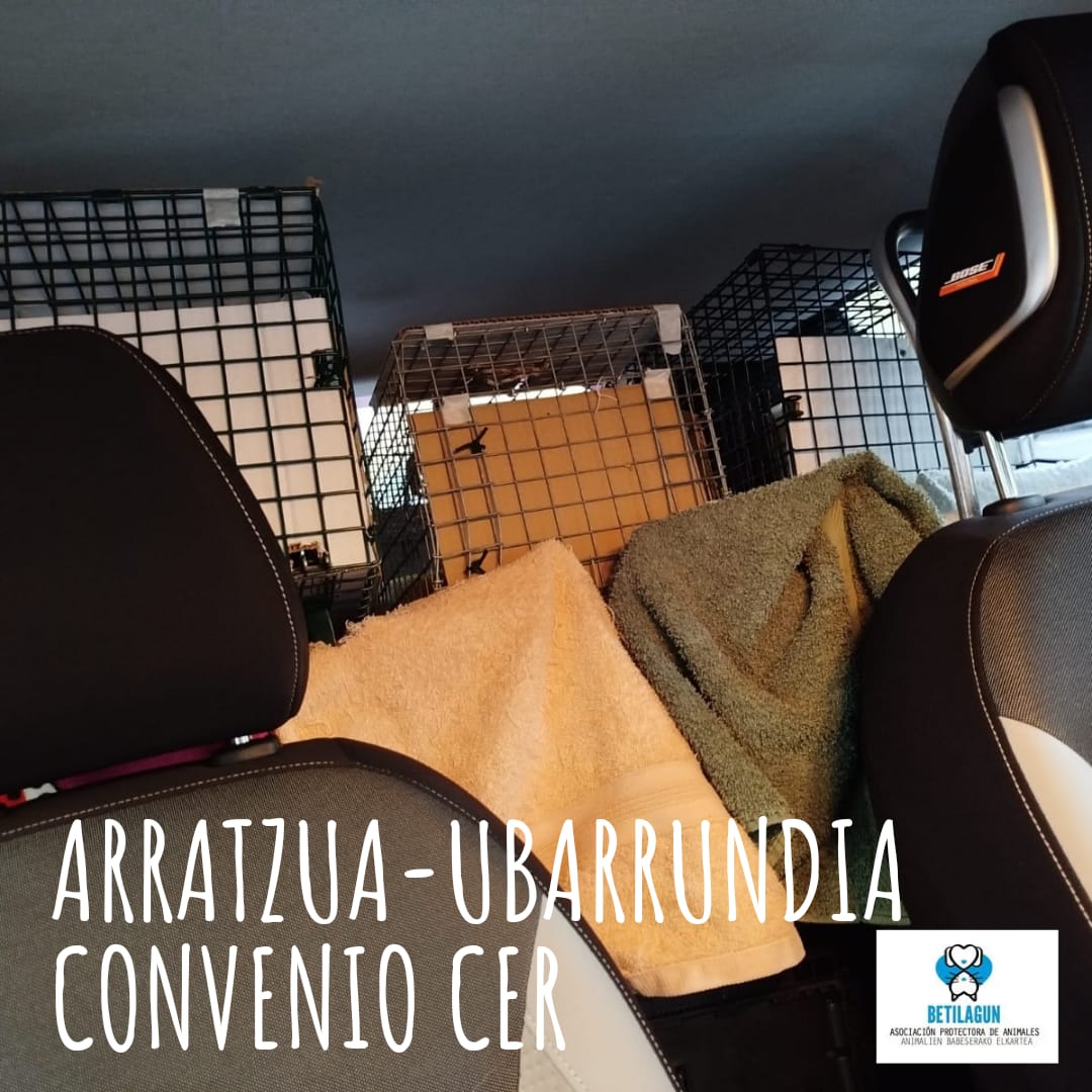 Justo ha pasado un mes desde que firmamos el convenio con Arratzua-Ubarrundia y ¡ya hemos capturado, esterilizado y retornado a 58  gatos!
Esta semana hemos empezado en Ullibarri-Gamboa. Esperemos que haya menos trabajo que en concejos anteriores 😅