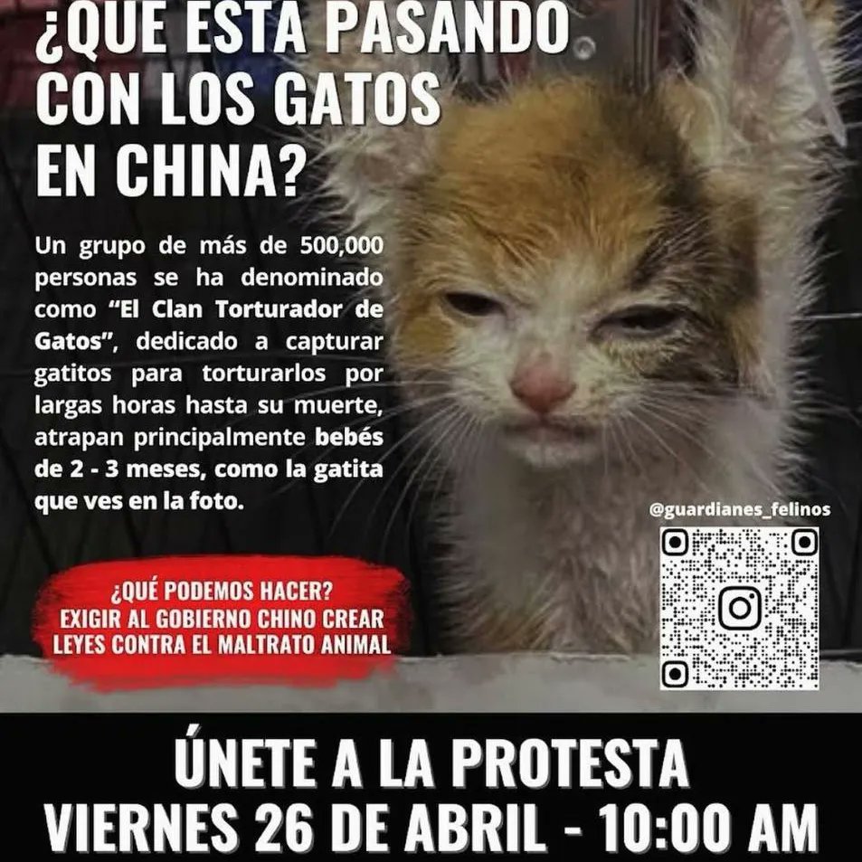 Today protests in front of the Chinese embassies of Ecuador ,Peri and Buenos Aires #CatAbusersChina #StopChinaCatTorture #CatAbusersChina