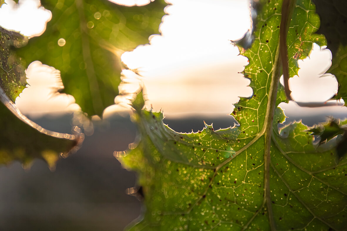 👉👉👉 Segui il nostro blog: Zolla, una mostra performance sull’oggetto-natura ⛓ bit.ly/4dbmNmd ℹ️ enciclopediambiente.com 1️⃣° dizionario online dedicato ad #ambiente #economiacircolare #ecologia 🙂💚