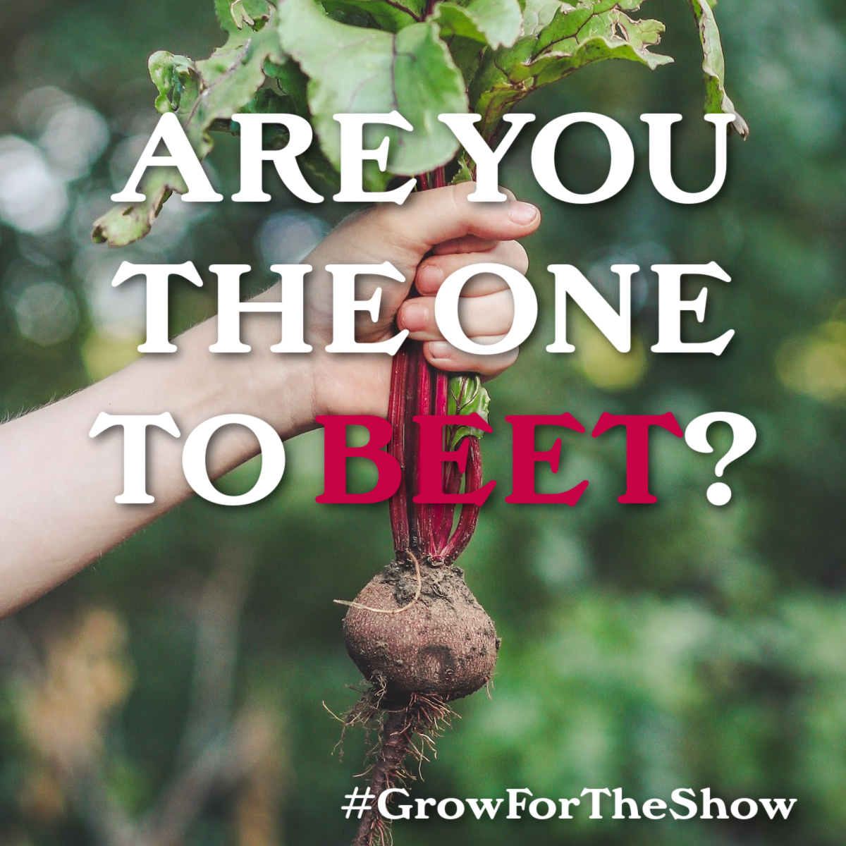 It’s not just about flowers at the Knowsley Flower Show there are classes for veg, plants, scones, jam, and more! The show is open to everyone, whether you’re a green-fingered expert or enthusiastic novice. Find out more at: orlo.uk/6EVZJ #GrowForTheShow