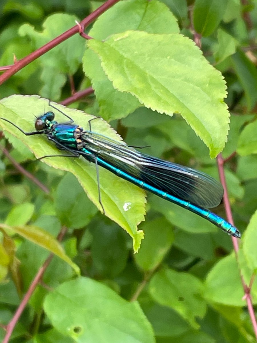 Came across a handful of tiny (<5mm) Dark Bush Cricket nymphs & this male Banded Demoiselle by the Tone in Taunton today.
@Buzz_dont_tweet