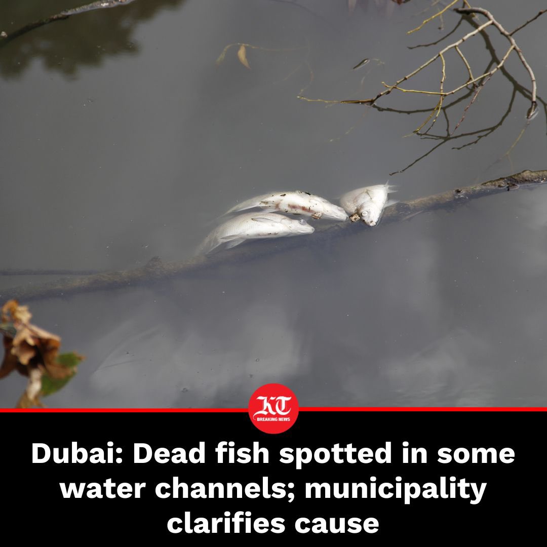 #Dubai: The Dubai Municipality on Friday confirmed the cause of fish death across some #water channels that were recently spotted by residents. The authority confirmed that #fish deaths are a normal natural phenomenon due to weather changes and rising #sea surface temperatures.…