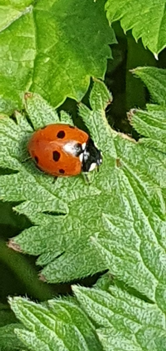 Close up of the ladybird