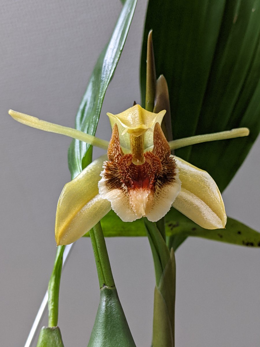 去年10月の花と今回の花〜😳😁👏

Coel. Sunrise Magic (speciosa x Tiny Hope) 
#coelogyne #orchids