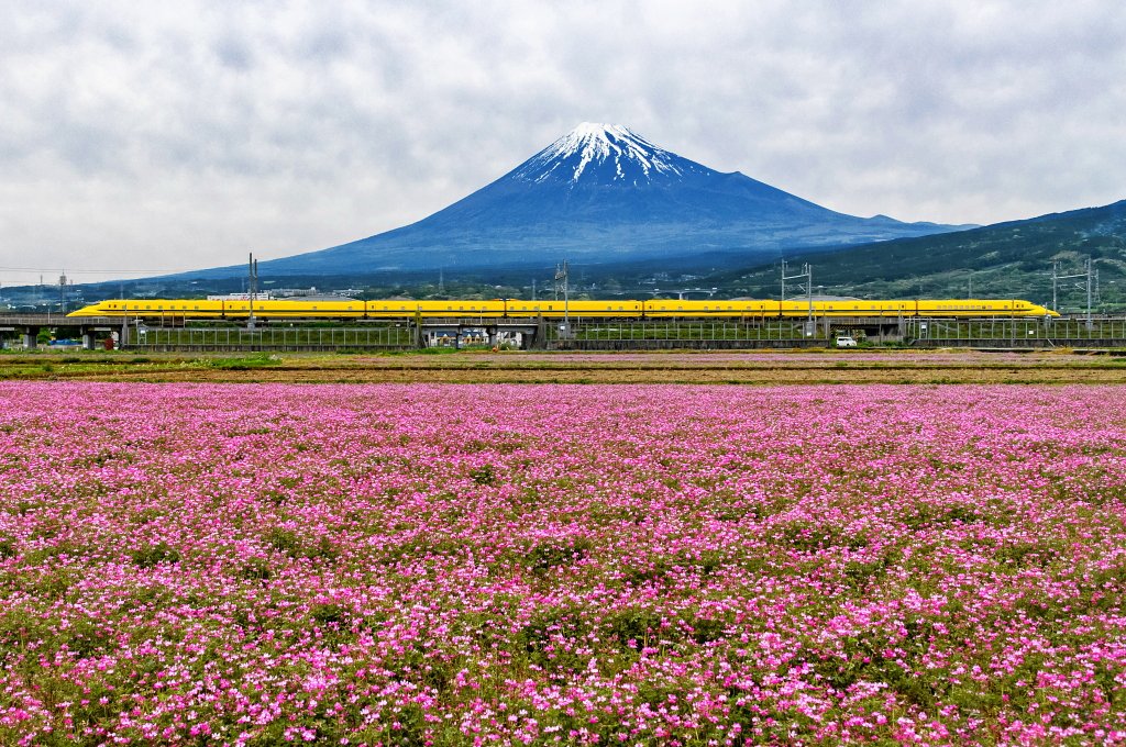 れんげ咲き誇る田園からのドクターイエローと富士山の風景です！