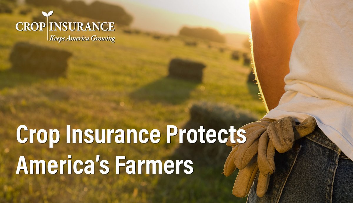 UScropinsurance's tweet photo. #CropInsurance protects America’s #farmers by providing a personalized risk management tool. It protects more than 540 million acres and farmers in all 50 states. #InsureMyState #KeepAmericaGrowing https://t.co/PKNwM9PtNI