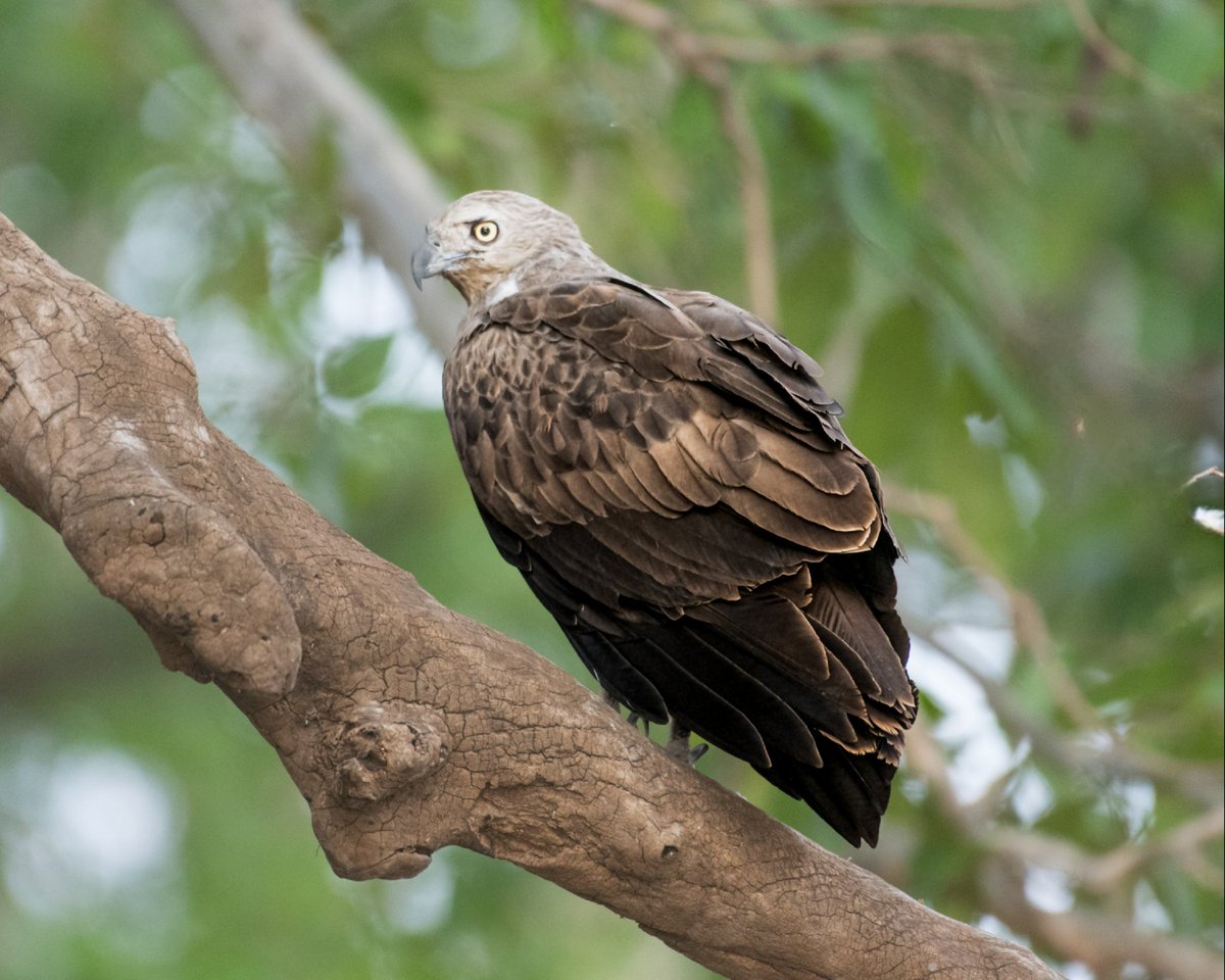 Lesser Fish-Eagle
 Sn: Icthyophaga humilis

#IndiAves #TwitterNatureCommunity #BBCWildlifePOTD #Framed #ThePhotoHour #BirdTwitter #BirdsSeenIn2024