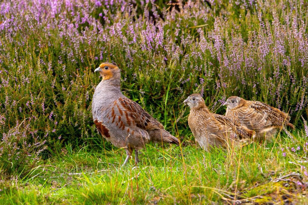 Morning light is warm
Partridge keeps her chicks in line
Lilac petals sway.

#DailyHaiku 🐦