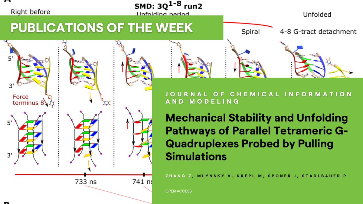 📗 #PublicationsOfTheWeek: 'Mechanical Stability and Unfolding Pathways of Parallel Tetrameric G-Quadruplexes Probed by Pulling Simulations' in @JCIM_JCTC See more ➡️ pubs.acs.org/doi/10.1021/ac… #CEITECScience