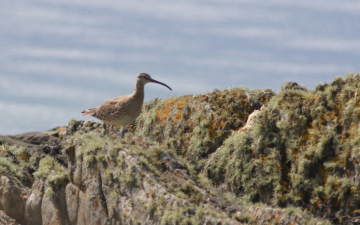 Two Greenland Wheatears caught this morning, this male with a wing of 113mm and weight of 39.1 gms is the largest so far. 8 Whimbrels dropped in onto the rocks briefly at Port na Carraigh.