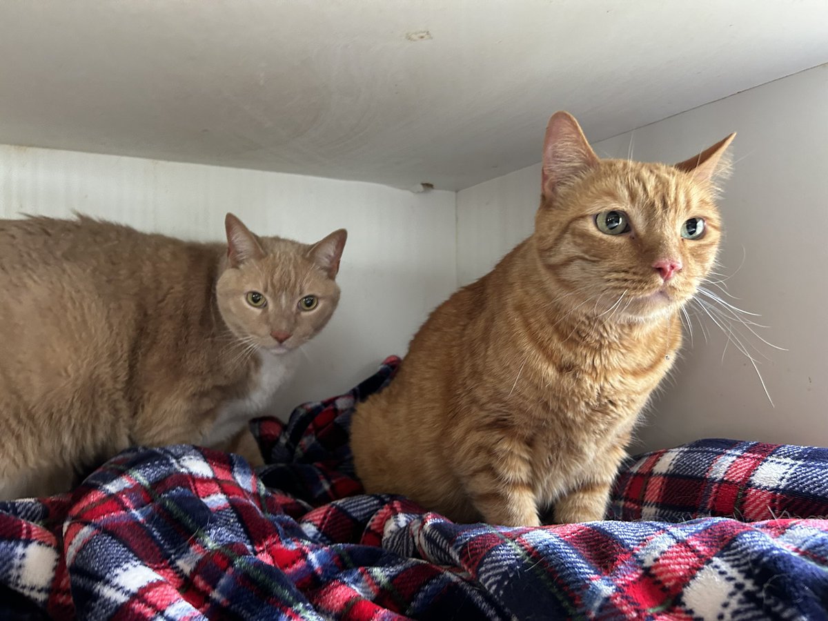 Max and Malone are two of the six new cats we took in this week. They are 9 and 10 and such big sweet chunky boys!