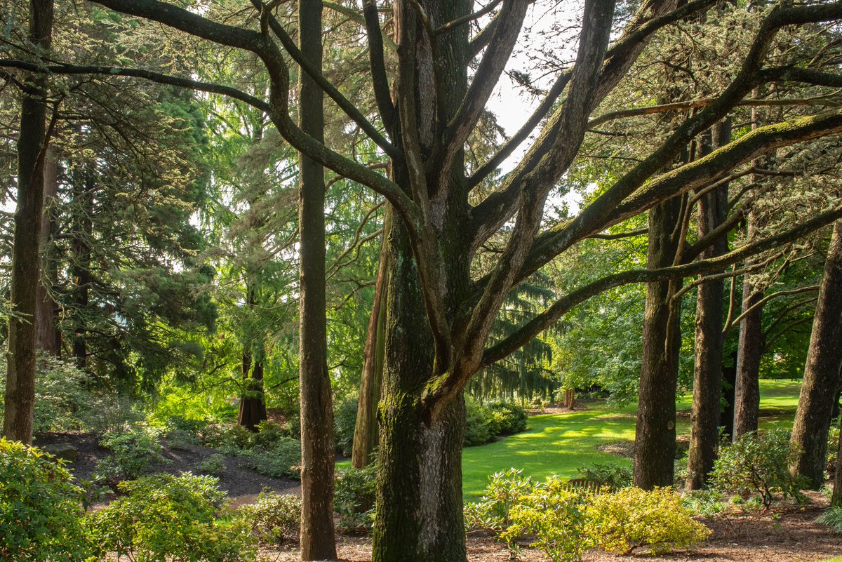 “There is not a person alive who should not plant a tree, not for the shade that you’ll enjoy, but for those who are coming after.” - Milton Hershey #HersheyPA #hersheygardens #ArborDay #ArborDay2024 #trees #treelove