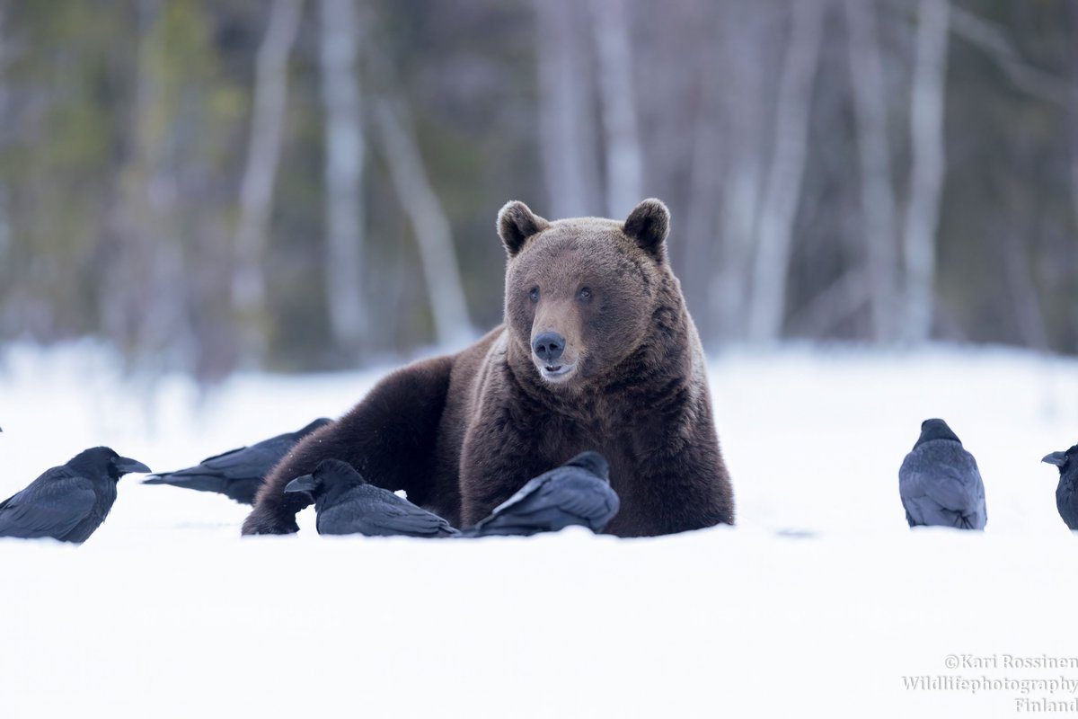 Väsynyt karhu lepää kevät iltana. 4/2024 #Bears #springtime #rest
