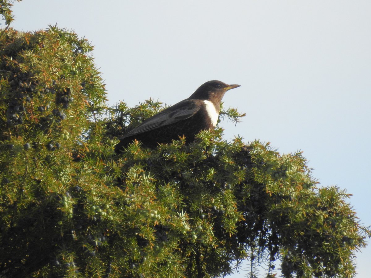 So far failed to find a patch Ring Ouzel in 2024, so went to see a lovely male found by @paulwatts1979 at @bbowt Grangelands last weekend. Seems to like this juniper bush and and looks like it's still there today.