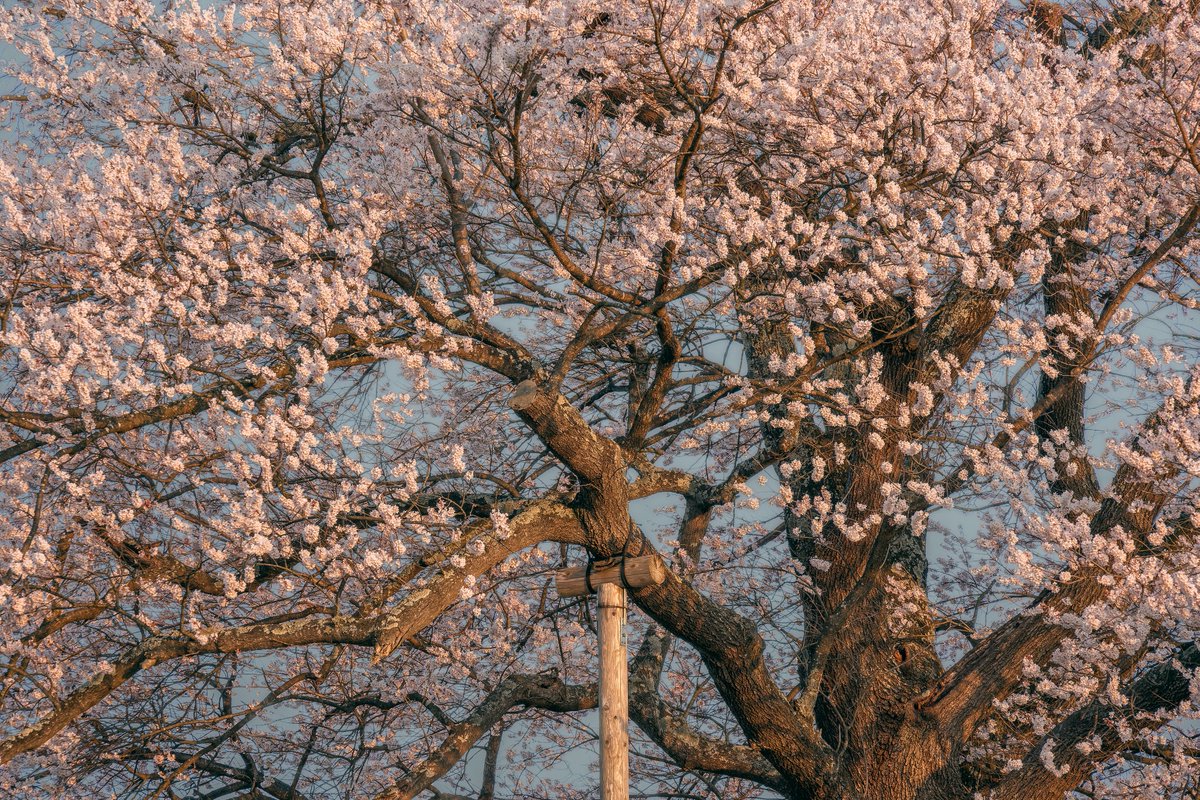 桜を通して感じる夕日の色