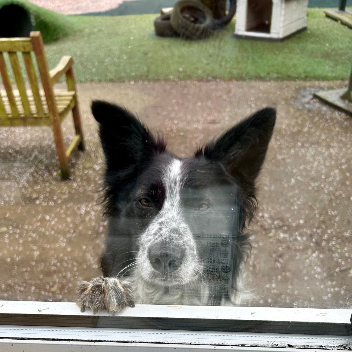 'Hey, you there. How's about getting a cute picture of me staring at you through the office window and posting it on social media.....please......thank you' 'Okay Skyler, as you asked so nicely. I will' bordercollietrustgb.org.uk/rehoming/how-d…