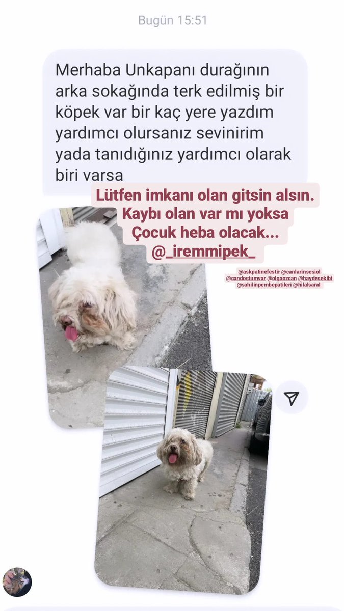 Unkapanının arka durağına terk edilmiş bir köpek yada kayıp 😞 İnstagram @bizim.patiler #SokakHayvanlarıSahipsizDeğil