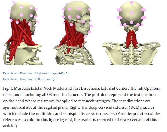 #Newpub in @JBiomech by @CUPhysMed faculty Dr. Rebecca Abbott & team on The role of the deep cervical extensor #muscles in multi-directional #isometric neck strength. pubmed.ncbi.nlm.nih.gov/38640828/