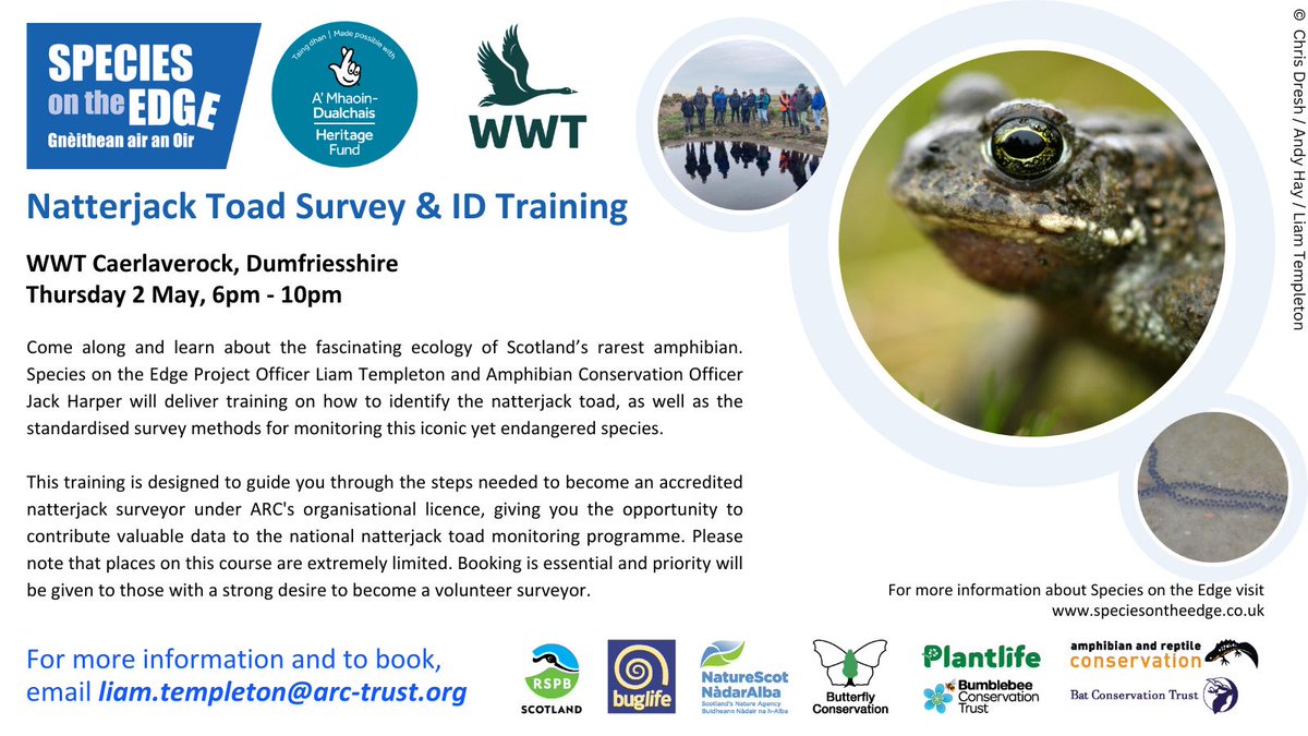 Join us for some natterjack toad survey and ID training! 📍 WWT Caerlavrerock, Dumfriesshire 📅 Thursday 2 May, 6pm - 10pm For more info and to book contact SotE Officer Liam: 07747270581 / liam.templeton@ARC-trust.org All the details 👇 @ARC_Bytes @RSPBScotland