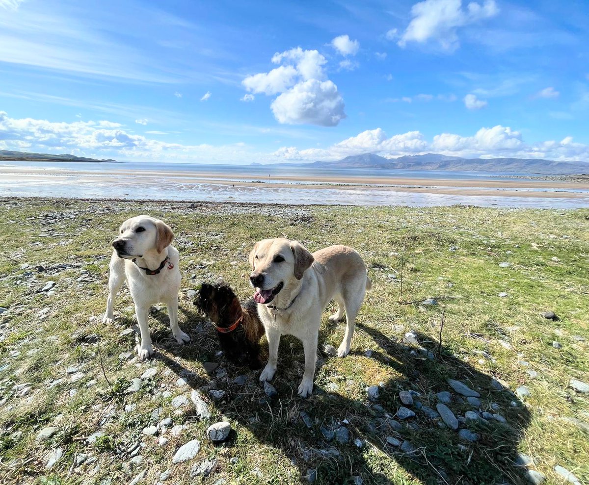 The terrific trio enjoying a walk at Scalpsie Bay this morning. Weather is just fantastic here on the Isle of Bute.