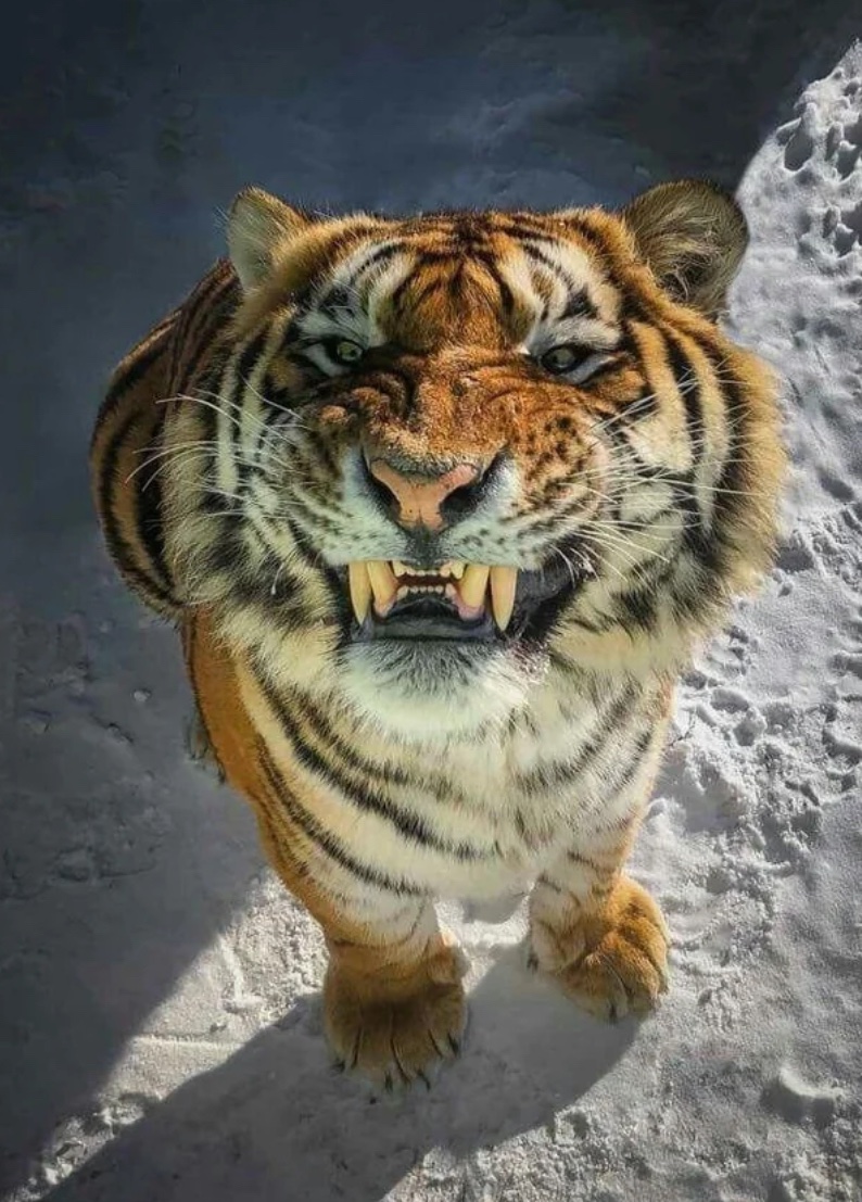 Smile and be Happy because it’s a GREAT Day to be a Tiger!! 🐅 🔴 ⚪️ 🏈 #WeAreWest #TigerMentality