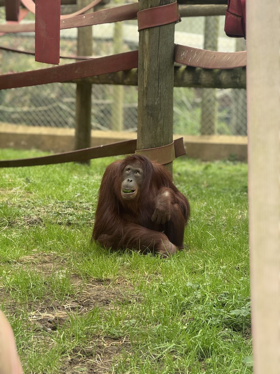 Somehow, even in a still photo and seemingly innocent pose, Mimi exudes cheekiness! Great photo of the Bornean orangutan youngster by Casey from a recent visit!