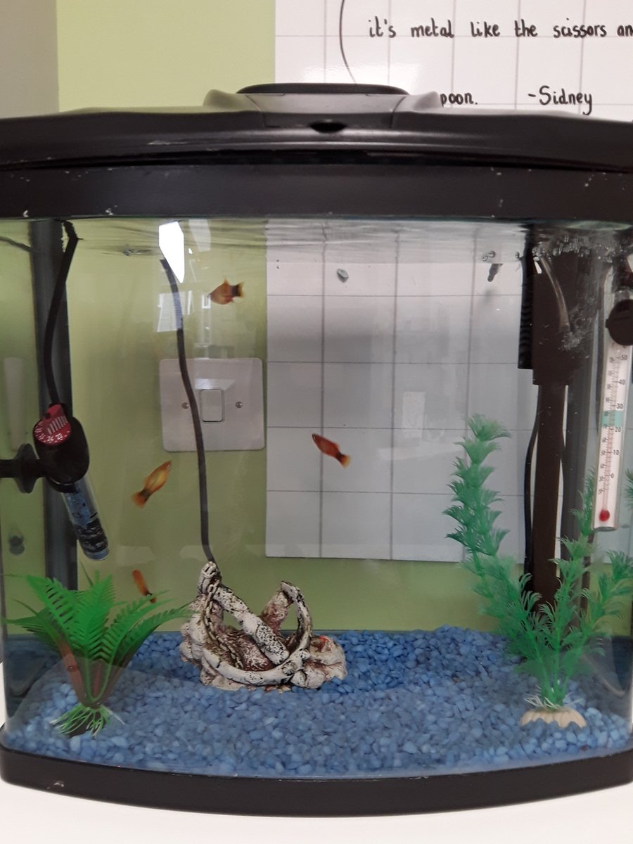 The children in Reception are very excited to introduce the newest editions to their class. Please meet our fish, Nemo, Bubblegum, Sunny and Harty! 😍