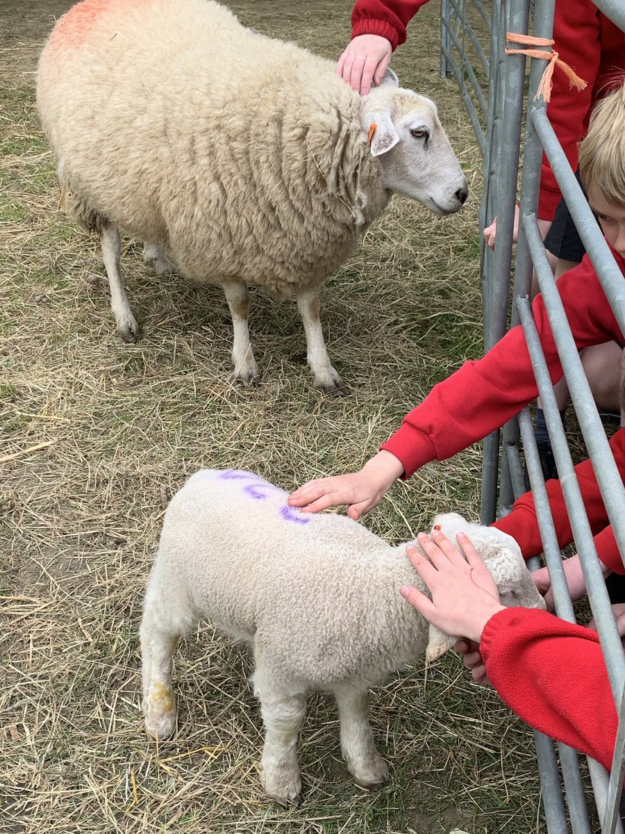 It’s been such a privilege to have Ewe-nice and her lambs join us for the week. Thank you to Butterbox Farm for supplying them and @SouthEngShows for organising this opportunity. They have been well behaved and visited by all our children (and staff!) @SussexWildlife @tweetslt