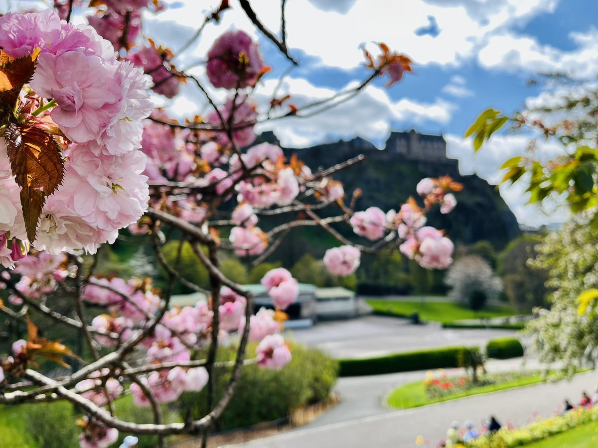 It’s officially blossom season, all the influencers are out taking photos in the Meadows. What better backdrop than @edinburghcastle? 🌸🏰☀️